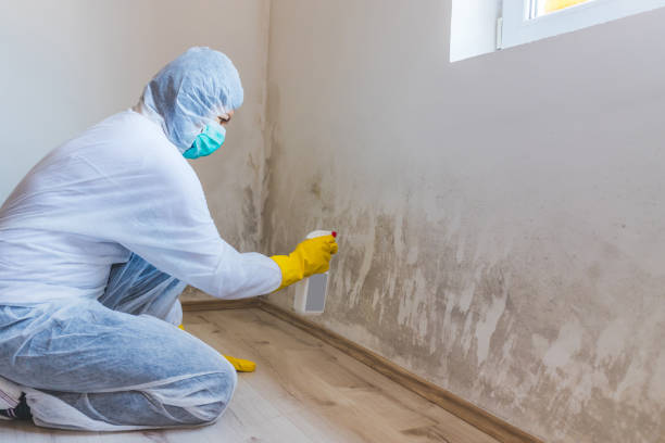 Licensed Mold Testing service in Belmont, MA - WQB Mold Removal